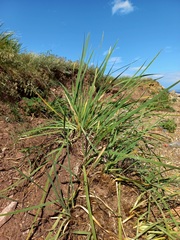 Iris lactea biglumis