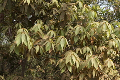 Actinodaphne hookeri
