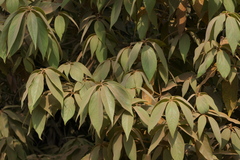 Actinodaphne hookeri