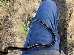 Thamnophis elegans terrestris