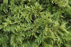 Thuidium tamariscinum