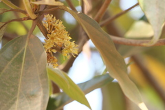 Actinodaphne hookeri