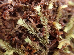 Douinia ovata