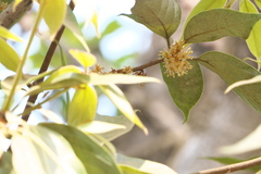 Actinodaphne hookeri