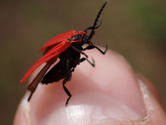 Dictyoptera aurora