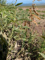 Thermopsis lanceolata