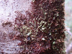 Douinia ovata