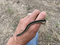 Thamnophis elegans terrestris