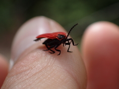 Dictyoptera aurora
