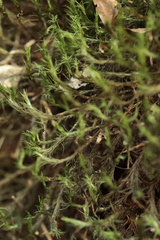 Fontinalis antipyretica