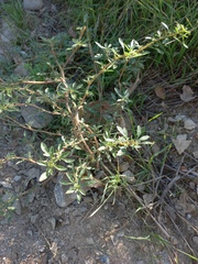 Amaranthus blitoides