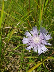 Stokesia laevis