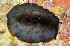 Scutus unguis