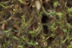 Fontinalis antipyretica