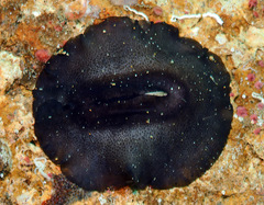 Scutus unguis
