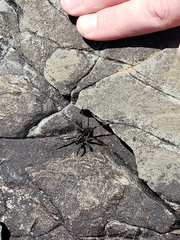 Pardosa groenlandica