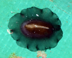Scutus unguis