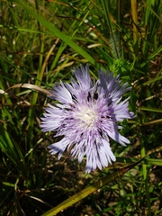 Stokesia laevis