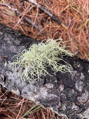 Usnea