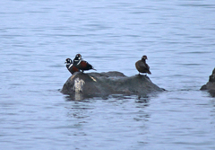 Histrionicus histrionicus