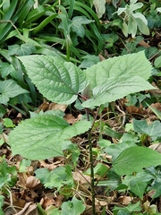 Clerodendrum bungei