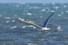 Larus argentatus × hyperboreus