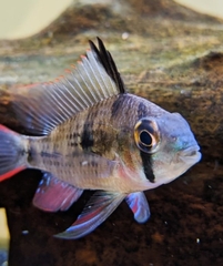 Mikrogeophagus altispinosus