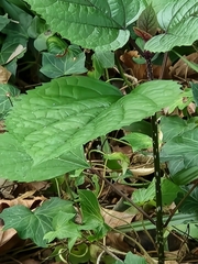 Clerodendrum bungei