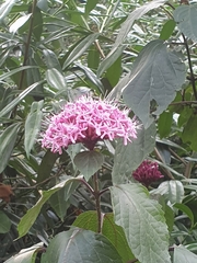 Clerodendrum bungei