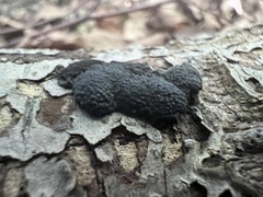 Jackrogersella multiformis