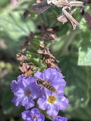 Sphaerophoria contigua