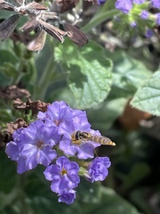 Sphaerophoria contigua