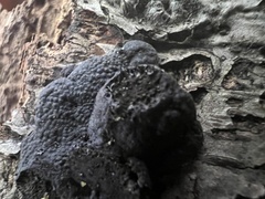 Jackrogersella multiformis