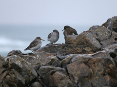 Calidris ptilocnemis