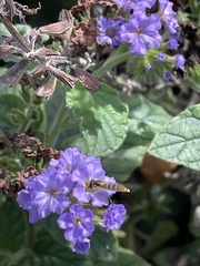 Sphaerophoria contigua