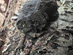 Jackrogersella multiformis