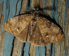 Orgyia leucostigma
