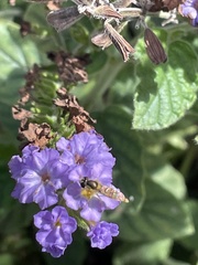 Sphaerophoria contigua