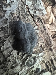 Jackrogersella multiformis