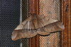 Giant Silk Moth - Photo (c) yakovlev.alexey, some rights reserved (CC BY-SA)