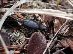 Cicindela longilabris