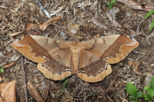 giant silk moth