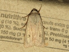 Agrotis vetusta