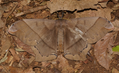 giant silk moth
