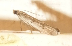 Phycitodes reliquellum