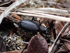 Cicindela longilabris