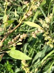 Chenopodium betaceum