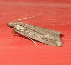 Phycitodes reliquellum