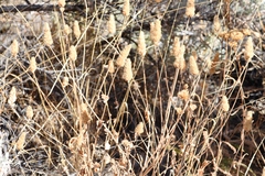 Agastache occidentalis