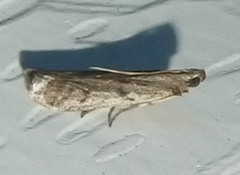 Phycitodes reliquellum